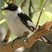 Collared Flycatcher